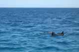 Delfin Schnorcheltour