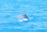 Delfin Schnorcheltour